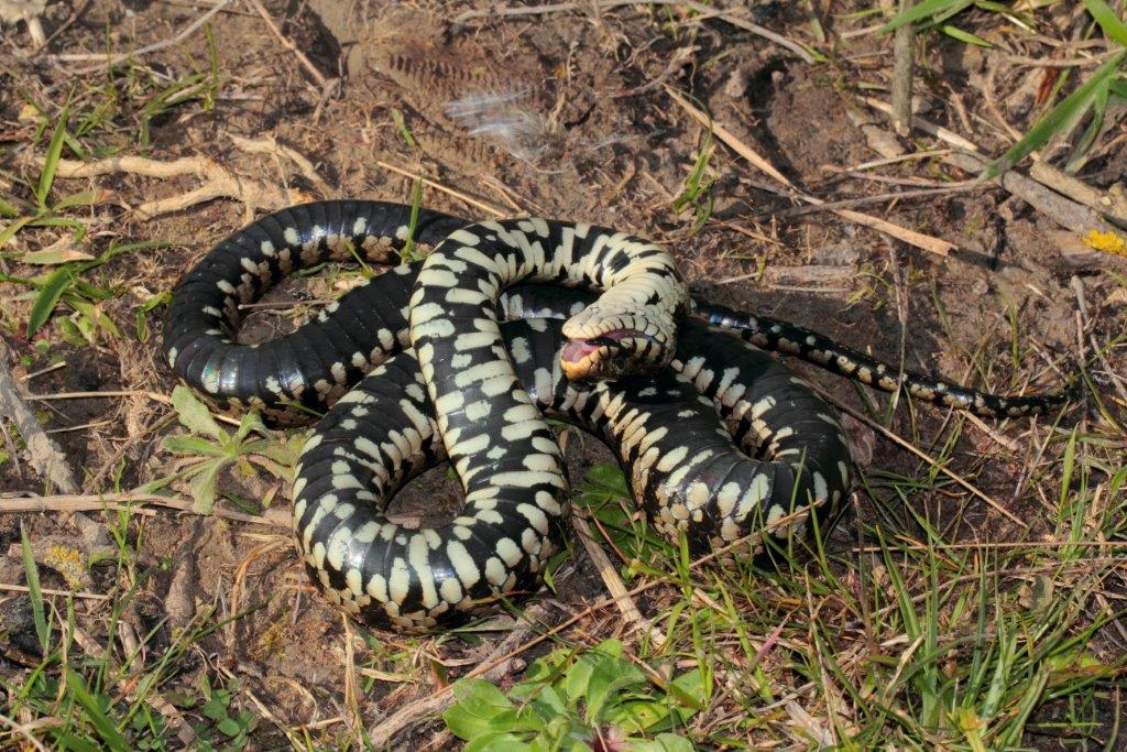 Emys e Natrix nel Parco Regionale MSRM